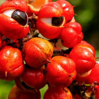 Guarana