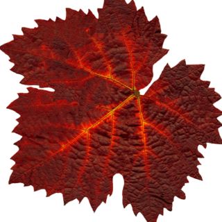 Raudonasis vynmedis